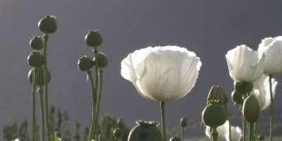 The Crisis in Afghanistan