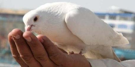 هفت عکس از مزار شریف