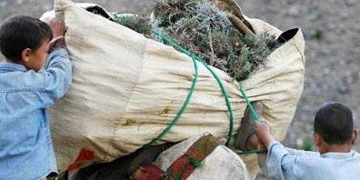 هلکان دباميان په ولايت کی پيلوزي بارکوی