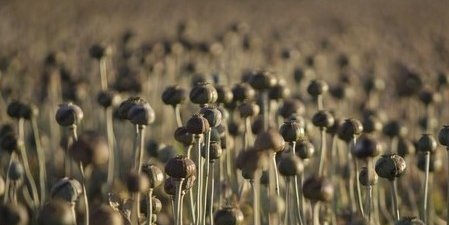 افغانستان؛ افیون و زنبارگی