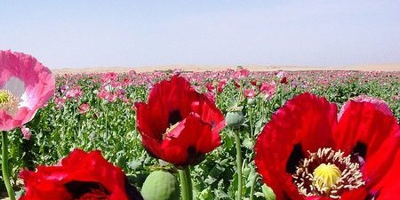 هلمند ركوردار توليد مواد مخدر درجهان