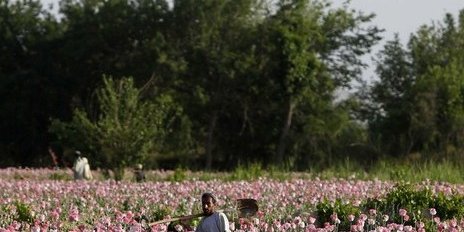 نبرد با طالبان یا همکاری با برادران قندهاری برای محافظت از مزارع کوکنار؟