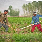 Bamiyan3 BAMYAN PROVINCE, Afghanistan - Two farmers tend to a potato field near the town of Bamyan June 16, 2012. Many farms in the area are still planted and harvested entirely by hand. The Bamyan Provincial Reconstruction Team has been labouring to replace these kinds of outdated farming techniques with mechanization (tractors) and other modern advancements. Potatoes have become the main cash crop for the province, contributing millions of dollars to its economy every year. (U.S. Army photo by Sgt. Ken Scar, 7th Mobile Public Affairs Detachment) - published in Bamyan Province emerges as a model for Afghanistan’s potential by rceast