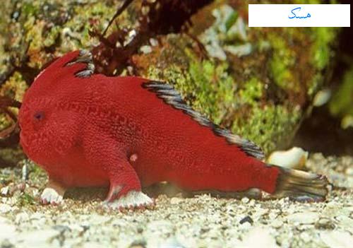 local/cache-vignettes/L500xH351/DAA9D8A8-D987D8B-0becb8a0-797ed.jpg?1748120427